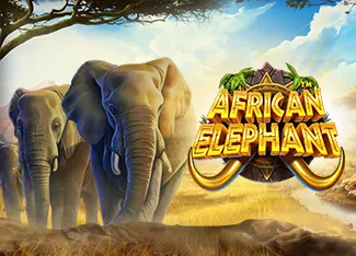African Elephant - BEERSLOT365